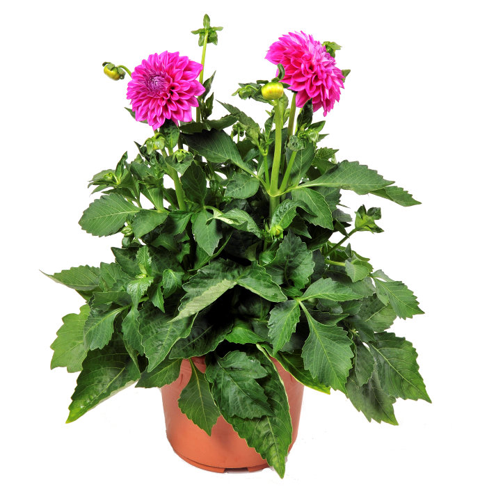 Dahlia Hybrid 21 cm kruka